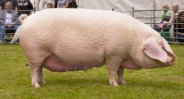 Jak a čím krmit prasata pro rychlý růst doma?